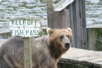 Bear Viewing Kodiak Island Alaska